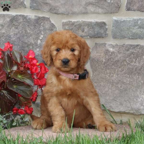 Heidi, Goldendoodle Puppy